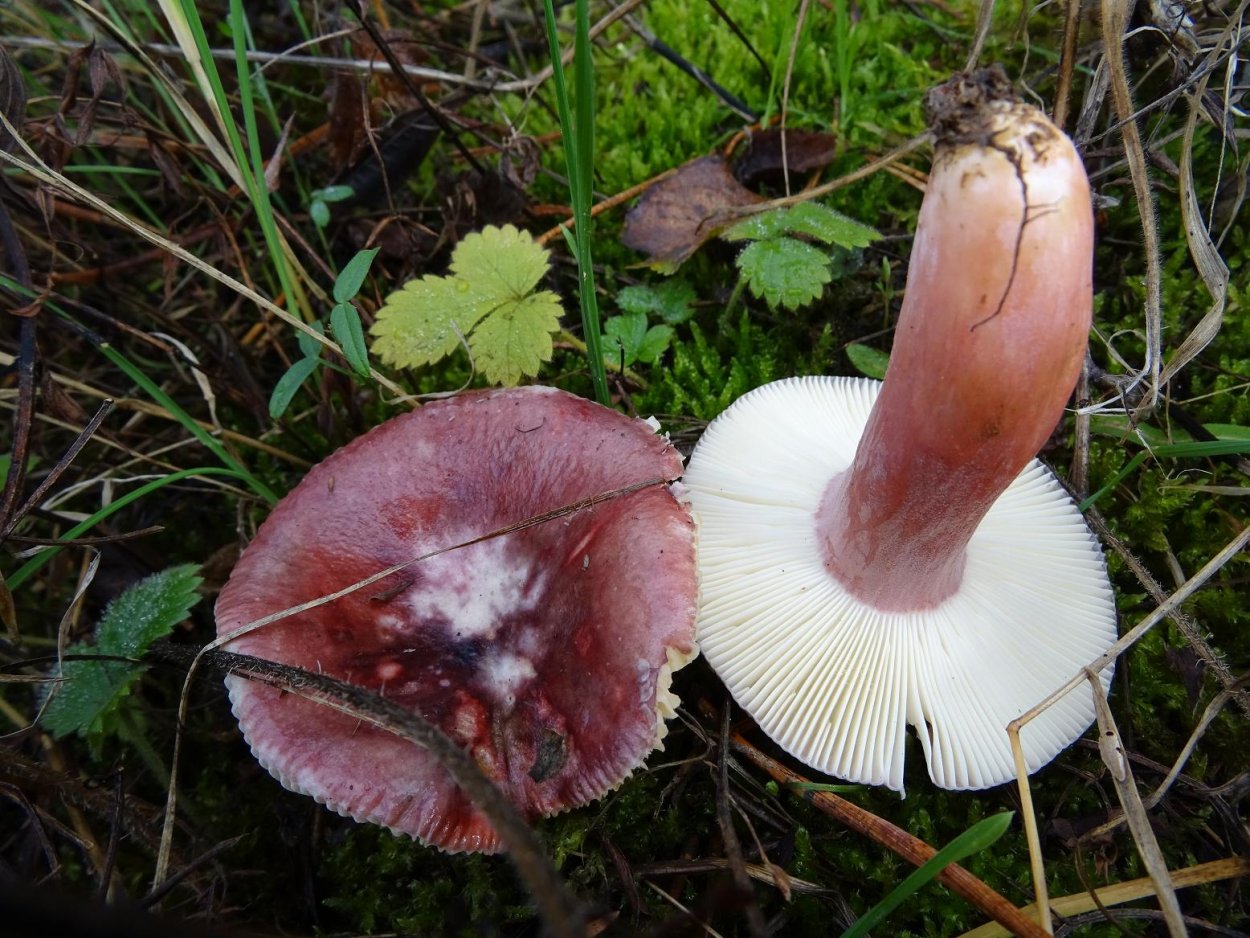 Сыроежка гриб ложный