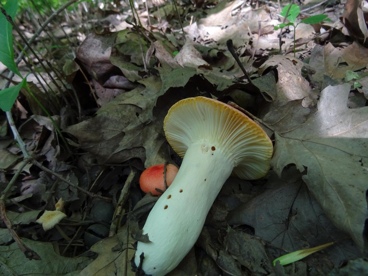 Сыроежка пластинчатый гриб