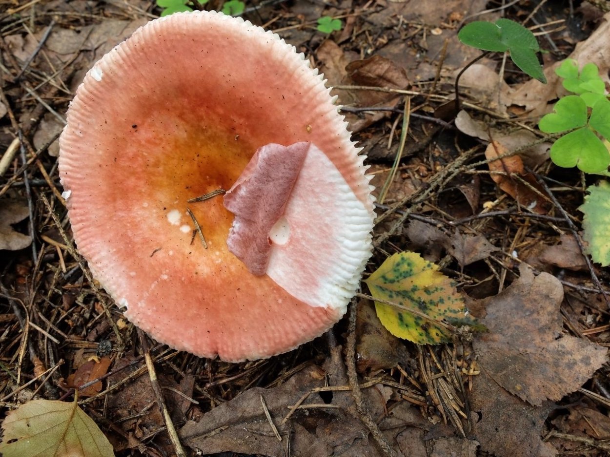 Сыроежка Веленовского