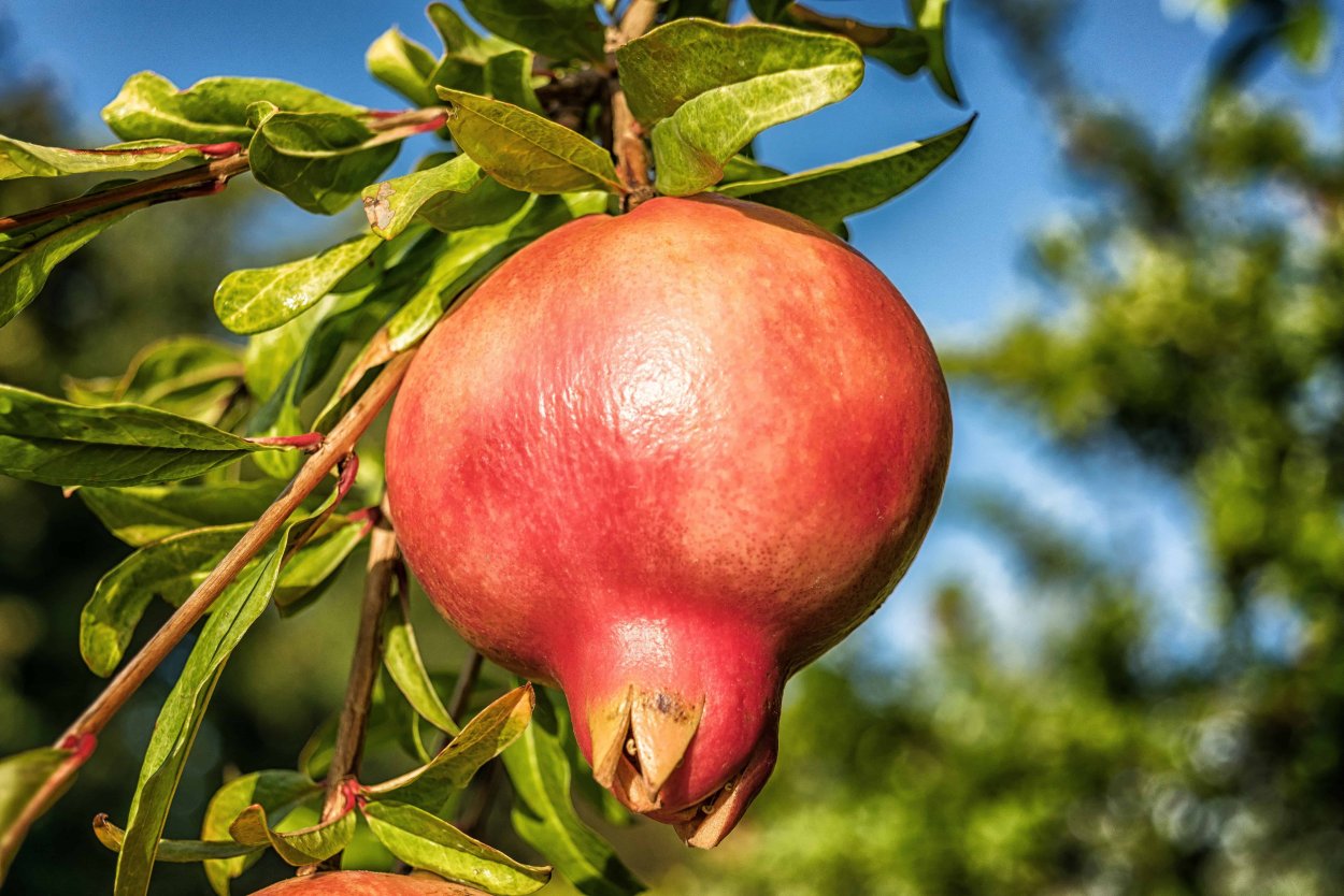 Гранат Punica granatum