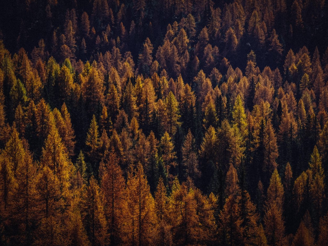 Тайга (хвойные леса) в Питере