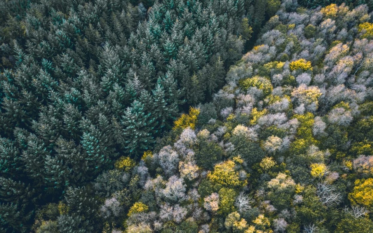 Зеленый лес вид сверху