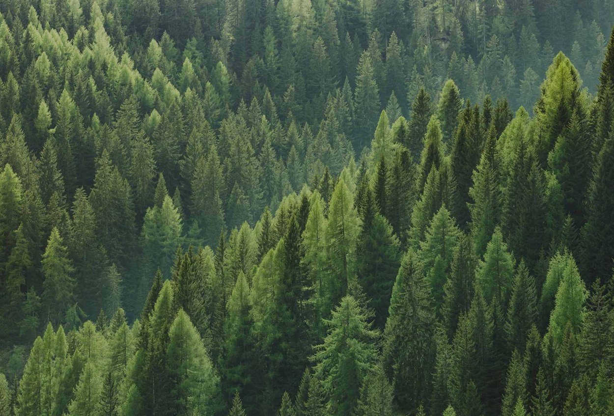 Евразийский хвойный лес