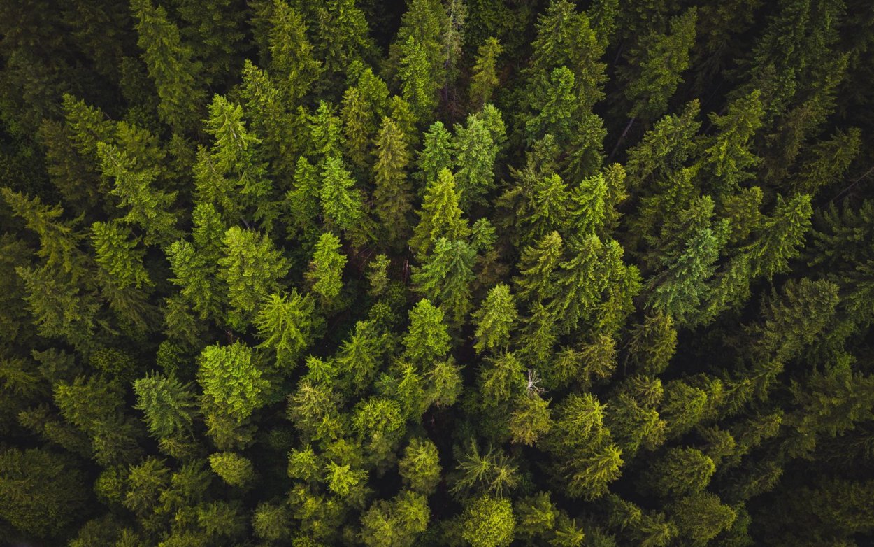 Скандинавский лес