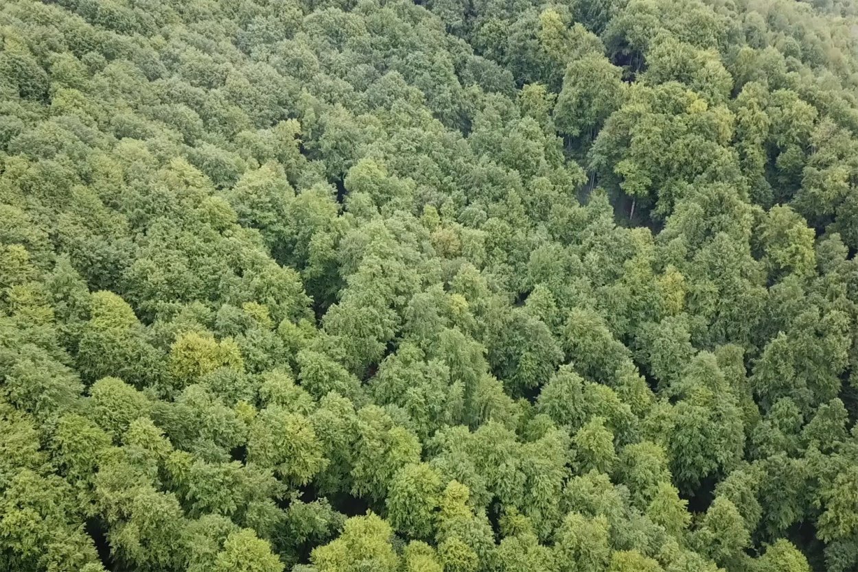 Хвойный лес