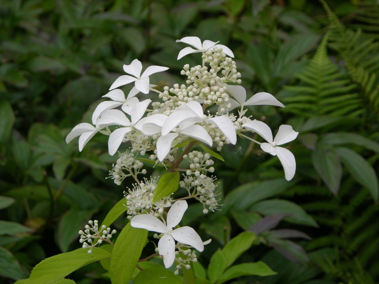 Hydrangea paniculata great Star