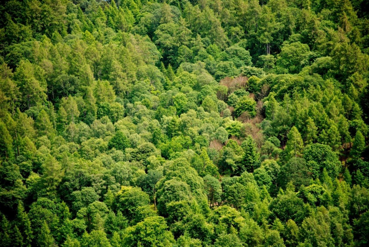 Лес вид сверху