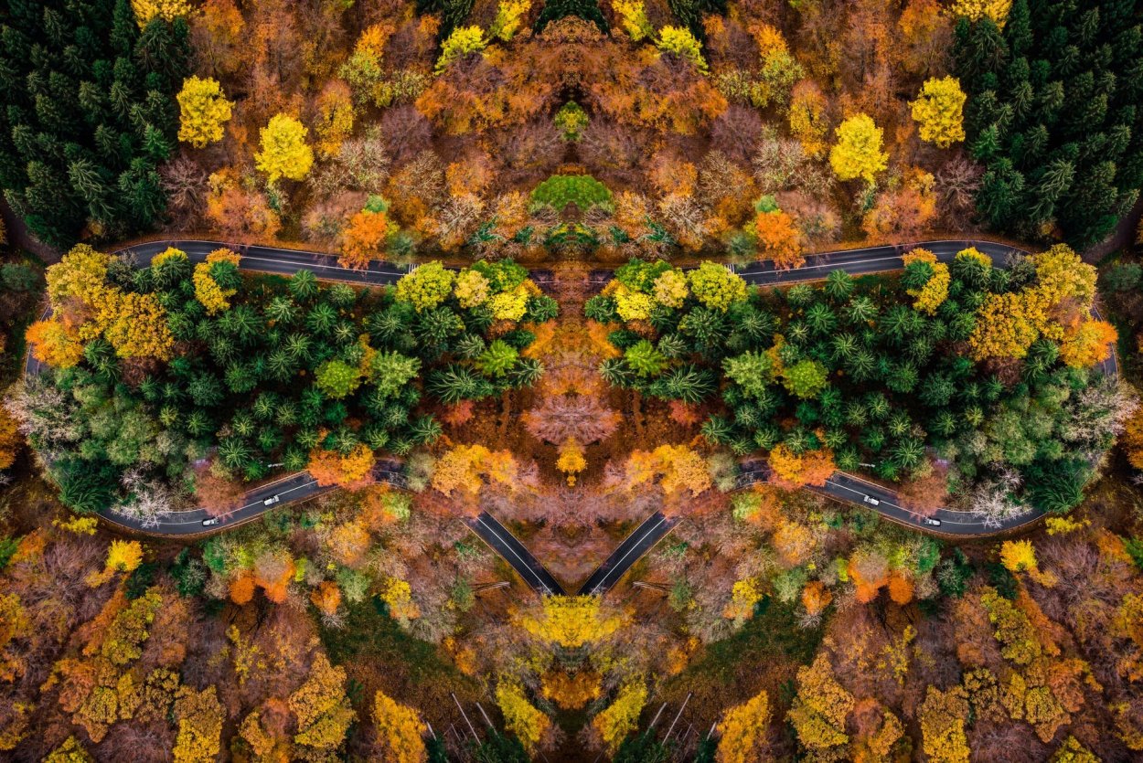 Густой лес вид сверху