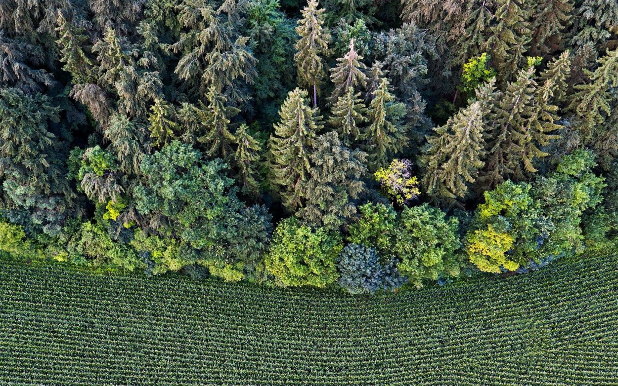 Смешанный лес вид сверху