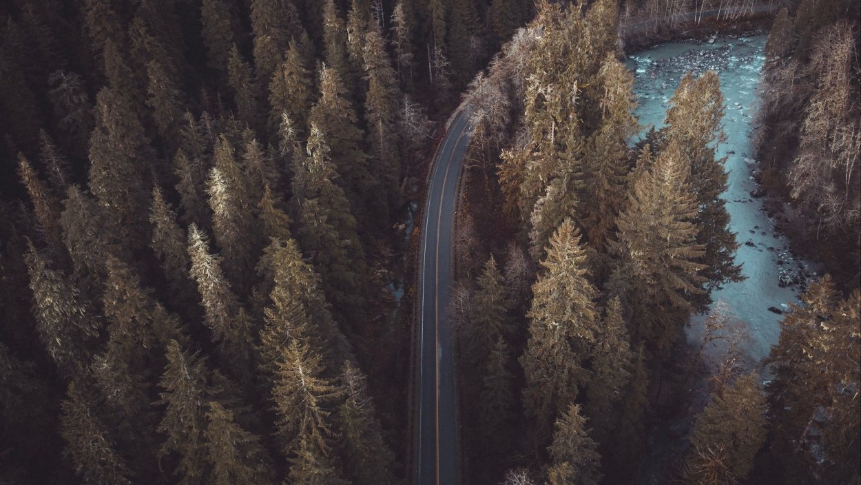 Широколиственный лес крона