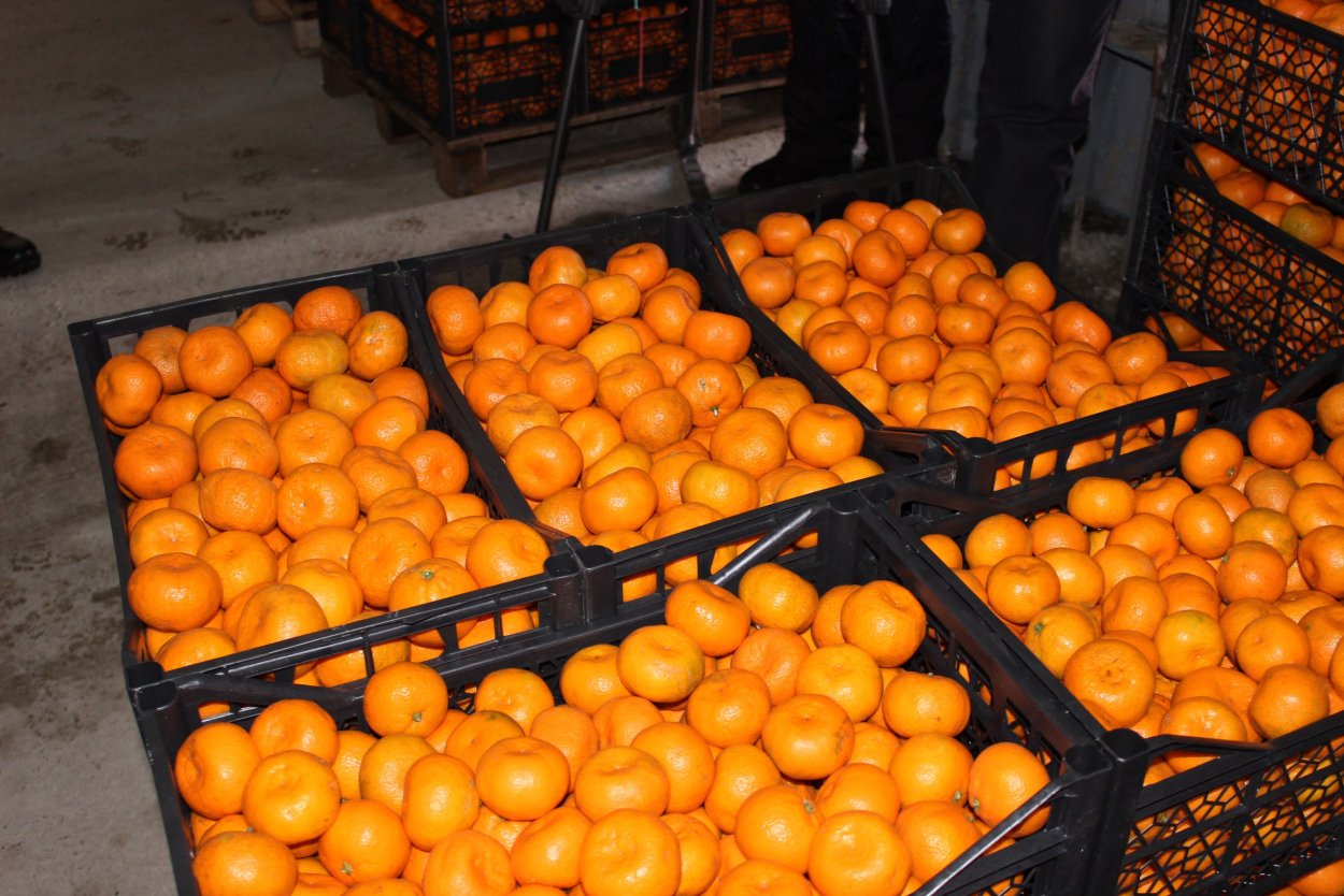 Чеджудо Мандариновая плантация