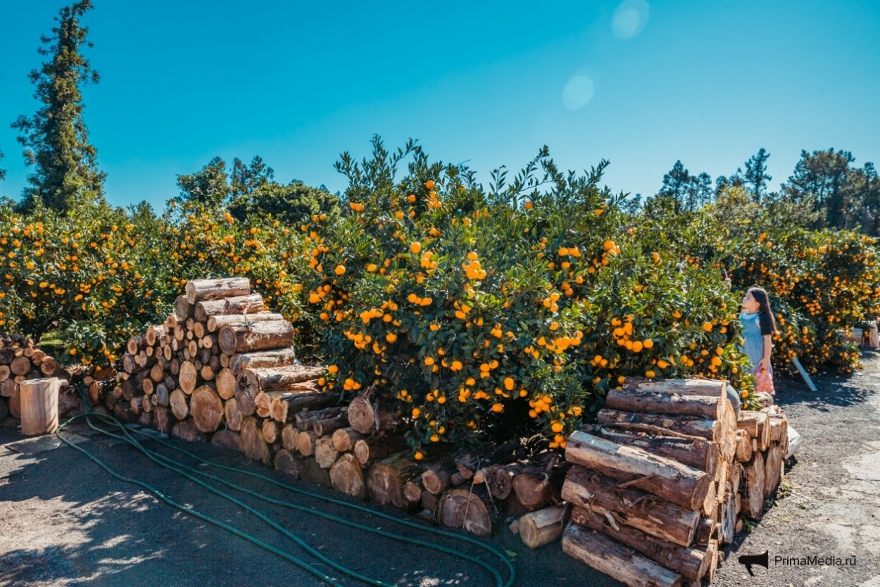 Чеджу мандариновые плантации