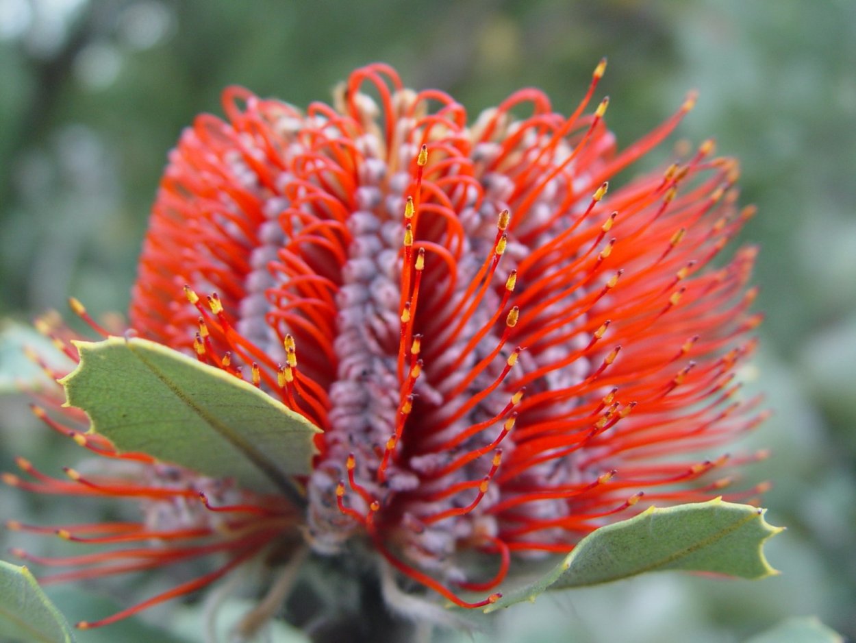 Банксия coccinea