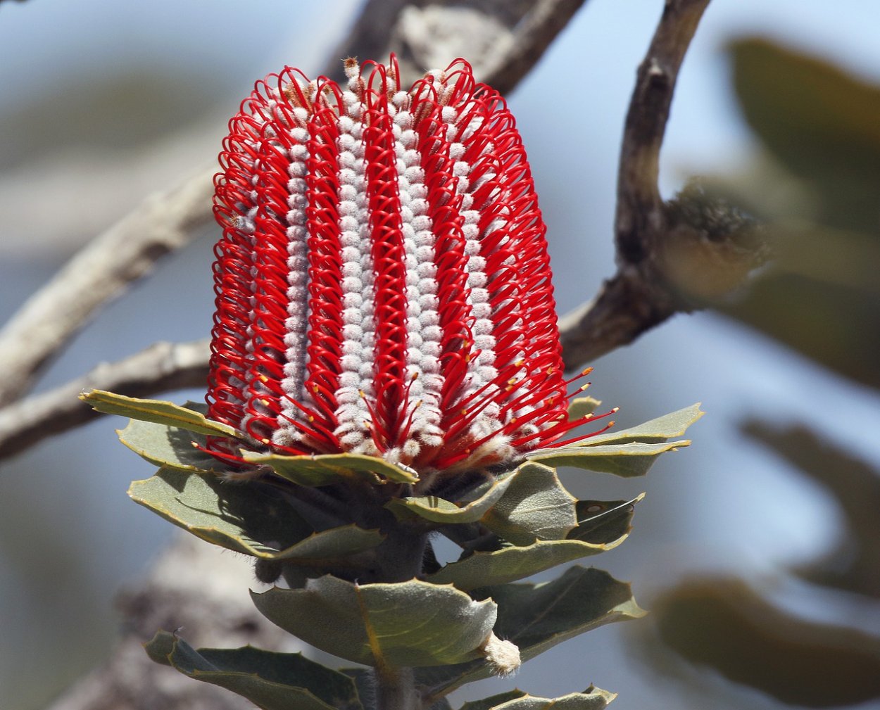 Растения Австралии Банксия