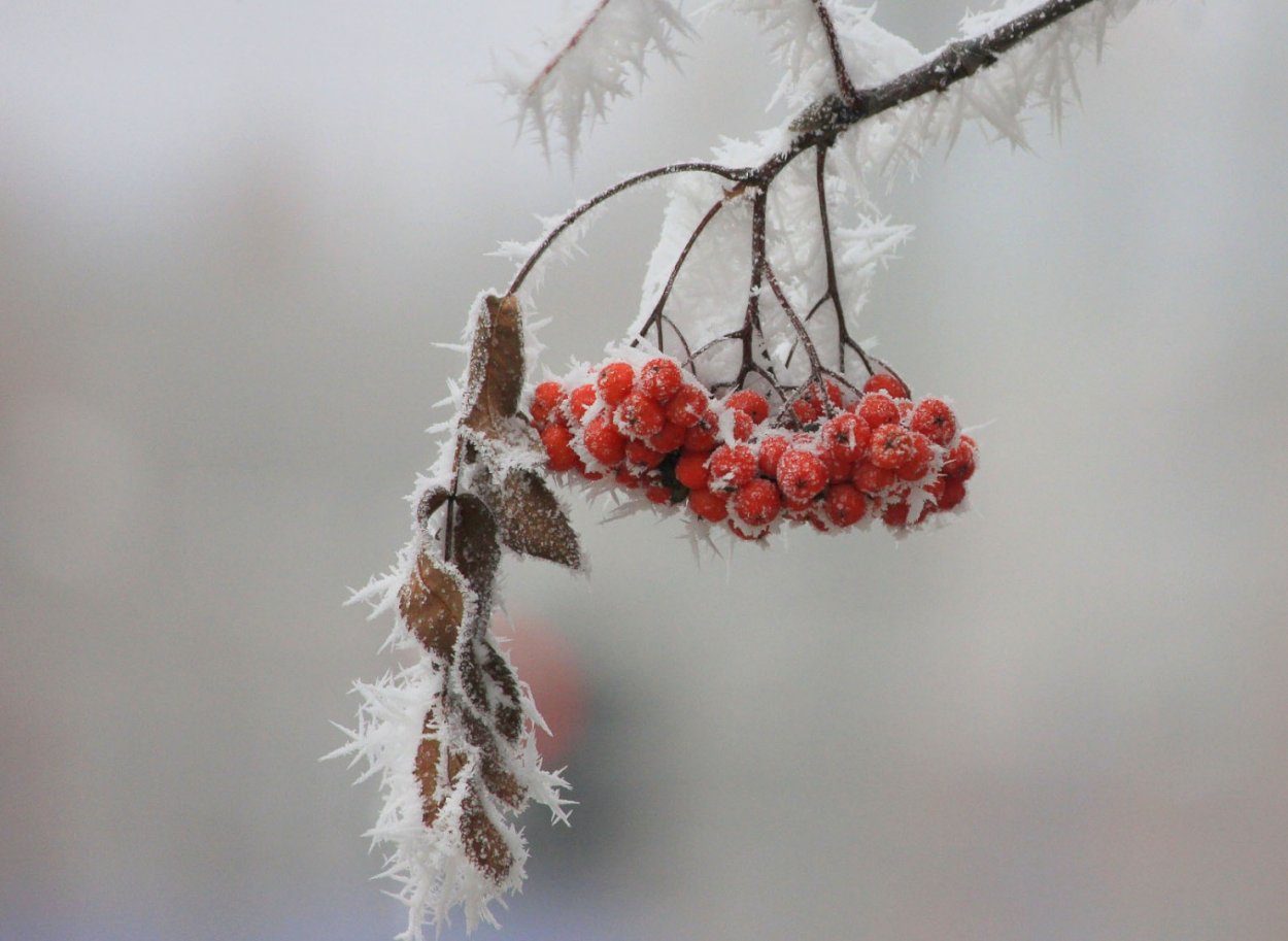 Зимняя рябина