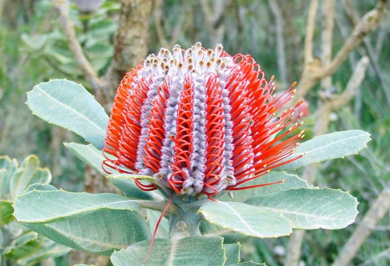 Банксия эндемик Австралии