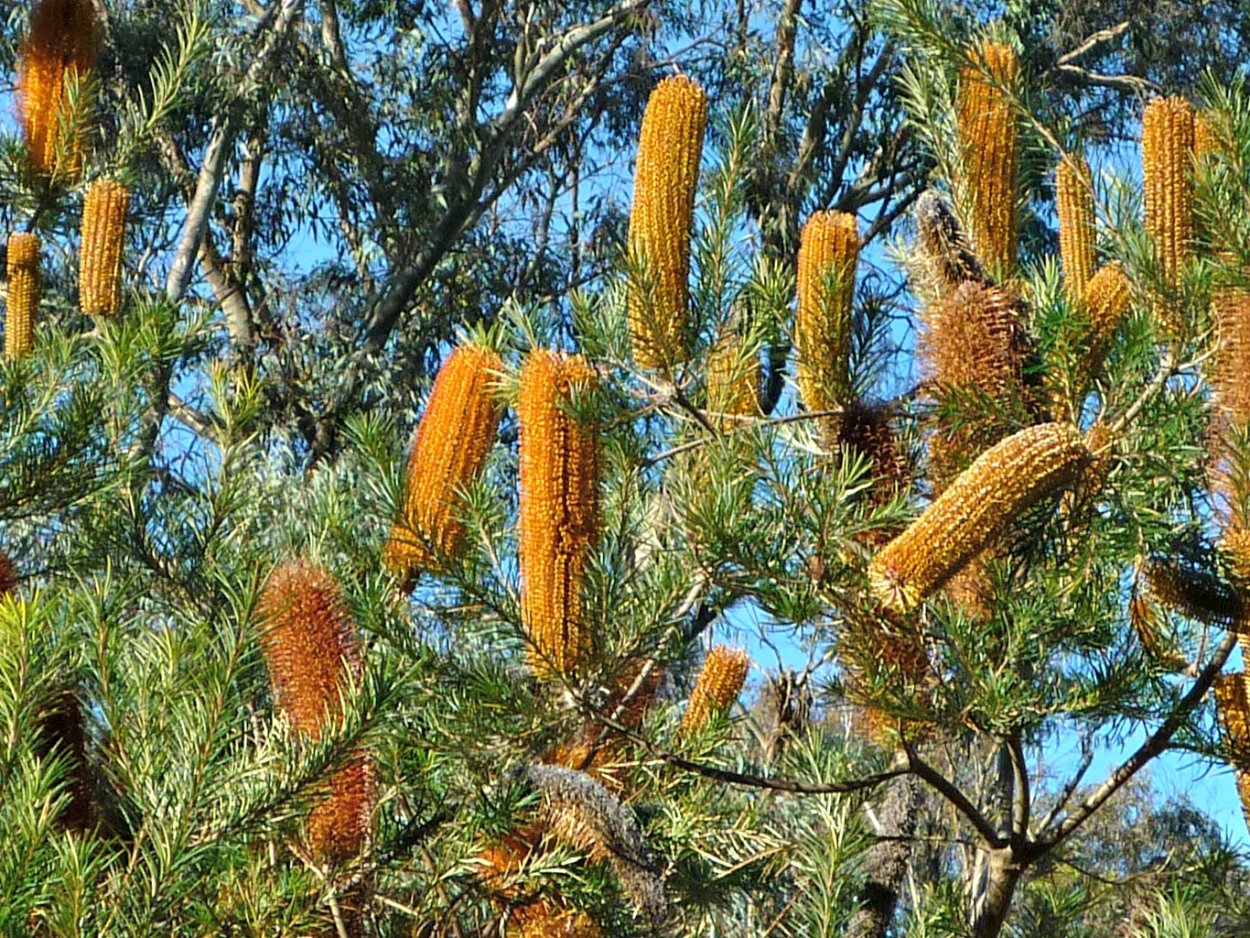 Банксия пильчатая
