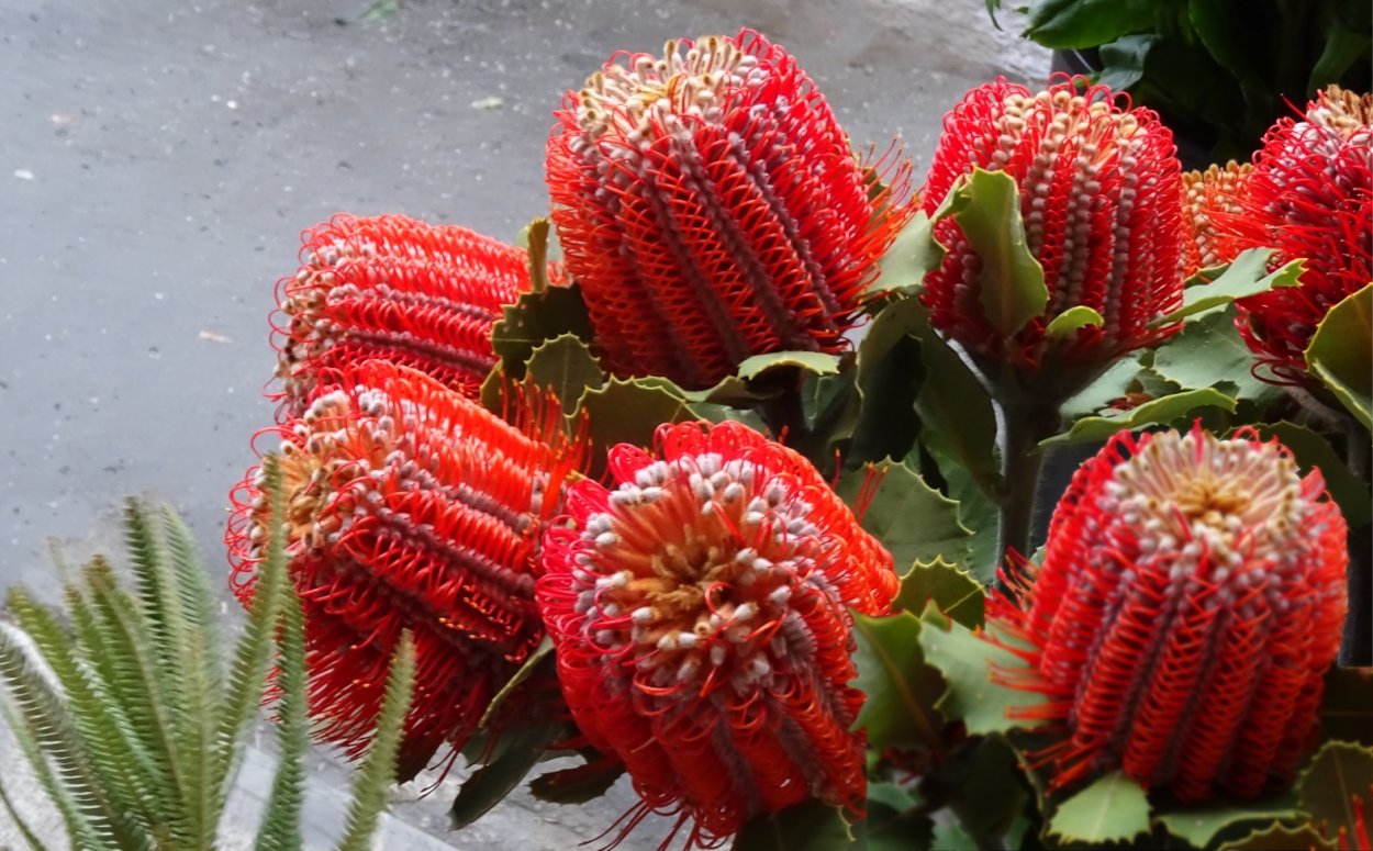 Банксия (Banksia)