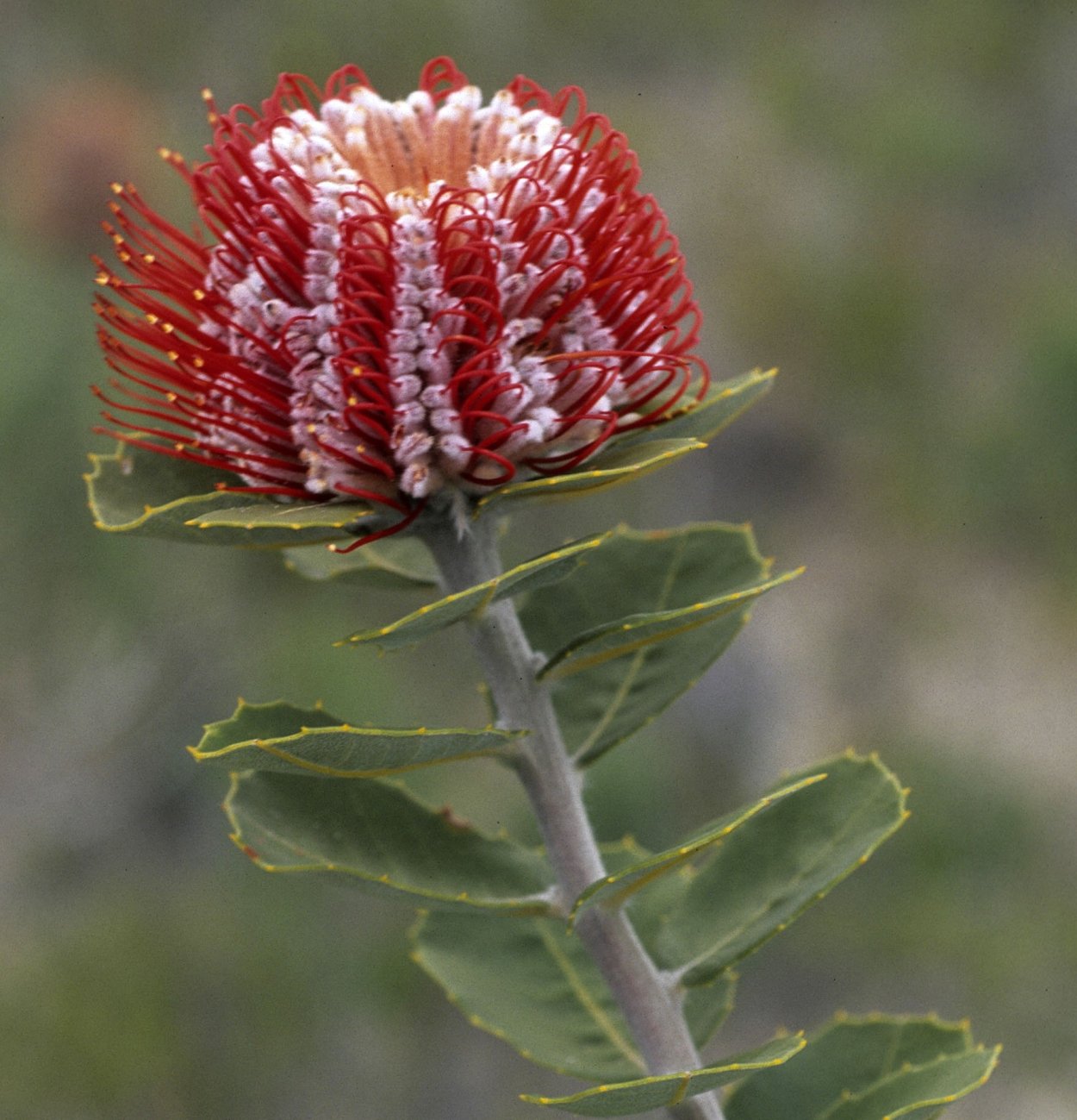 Банксия (Banksia) coccinea