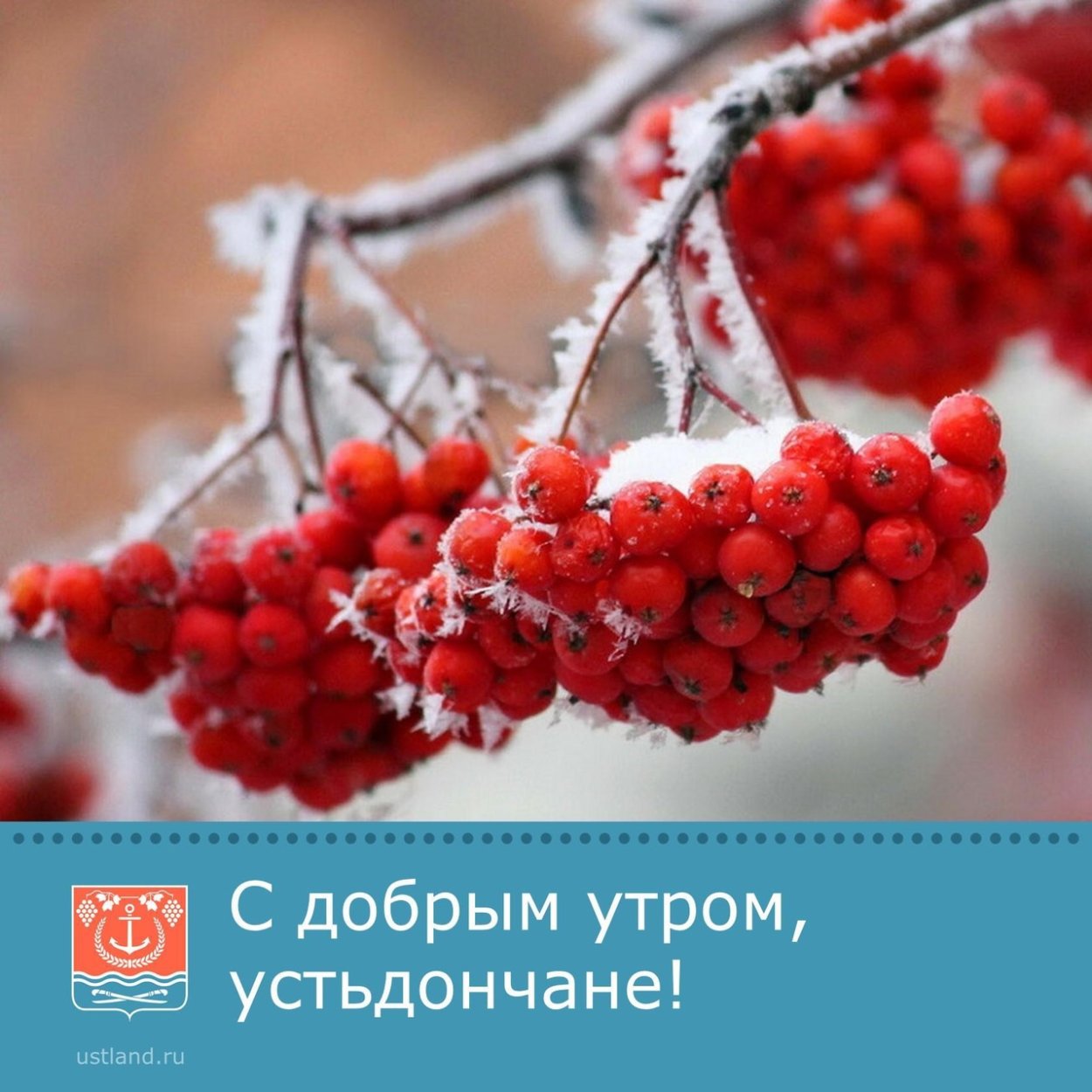 Веточка рябины