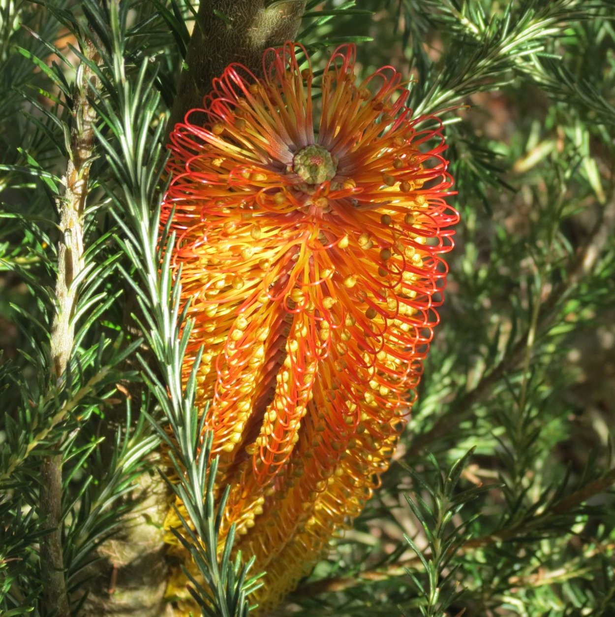 Банксия вересколистная