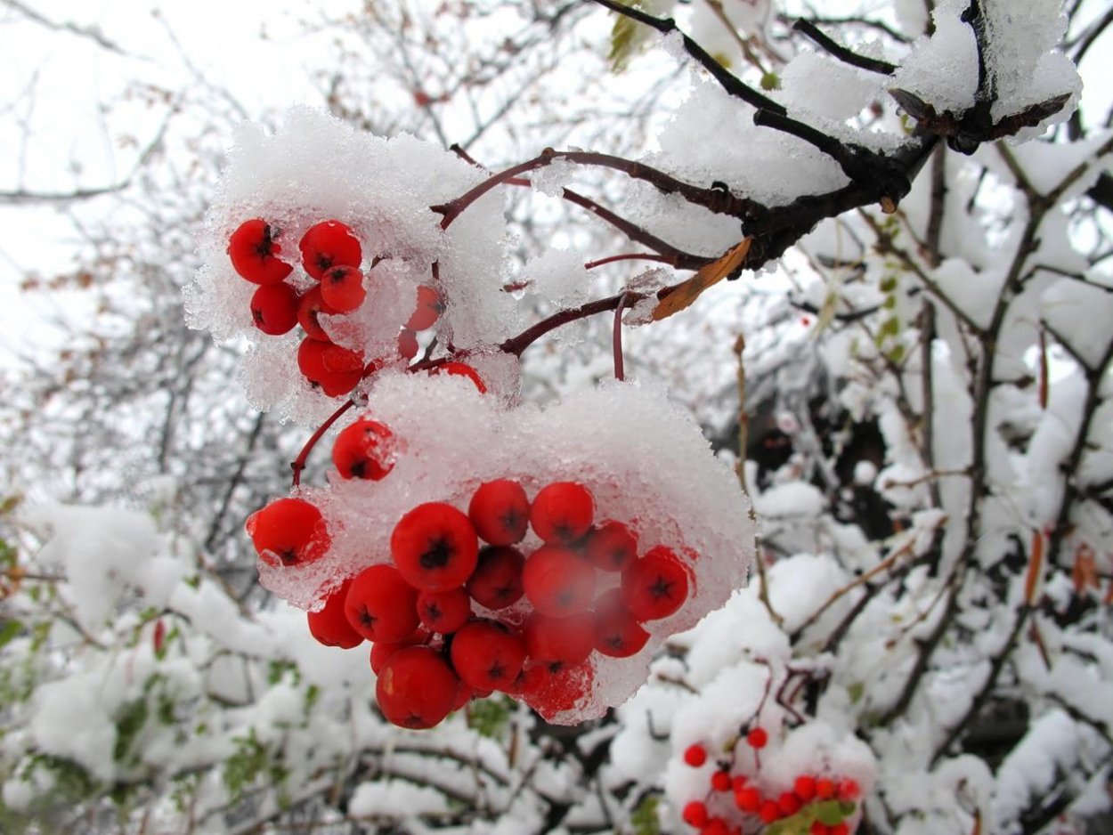 Зима рябина