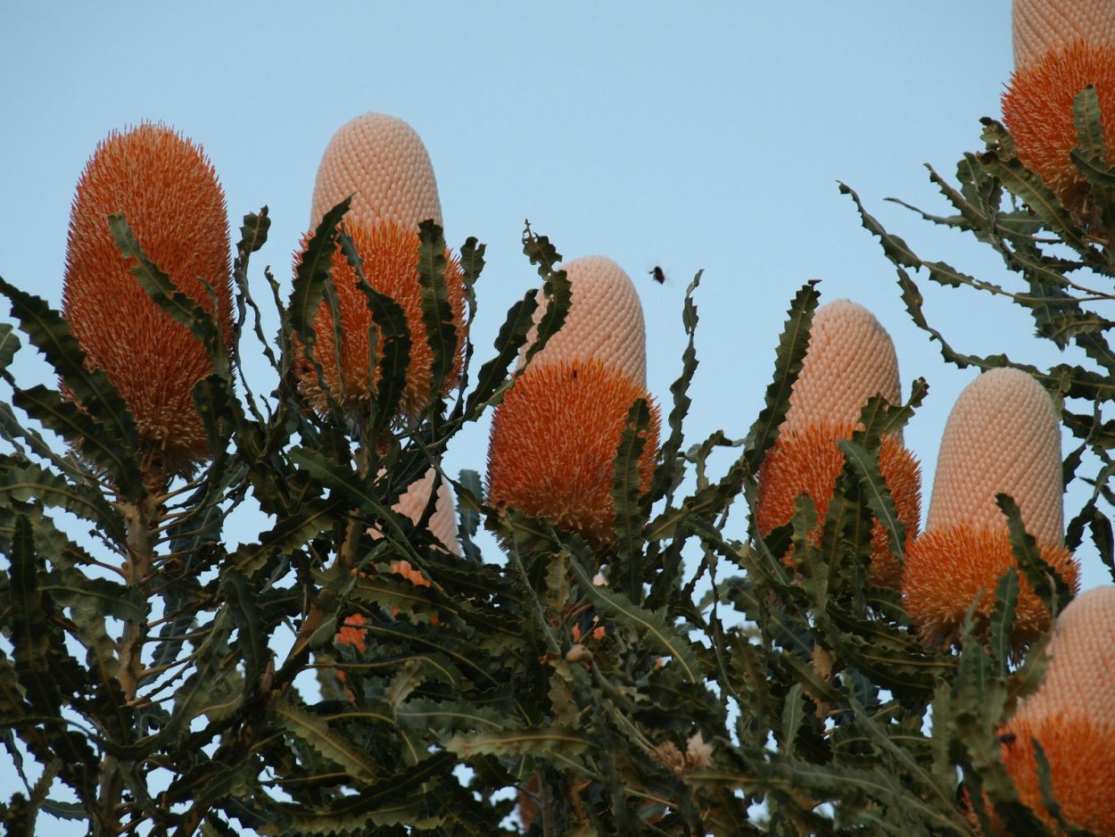 Банксия Коцинея