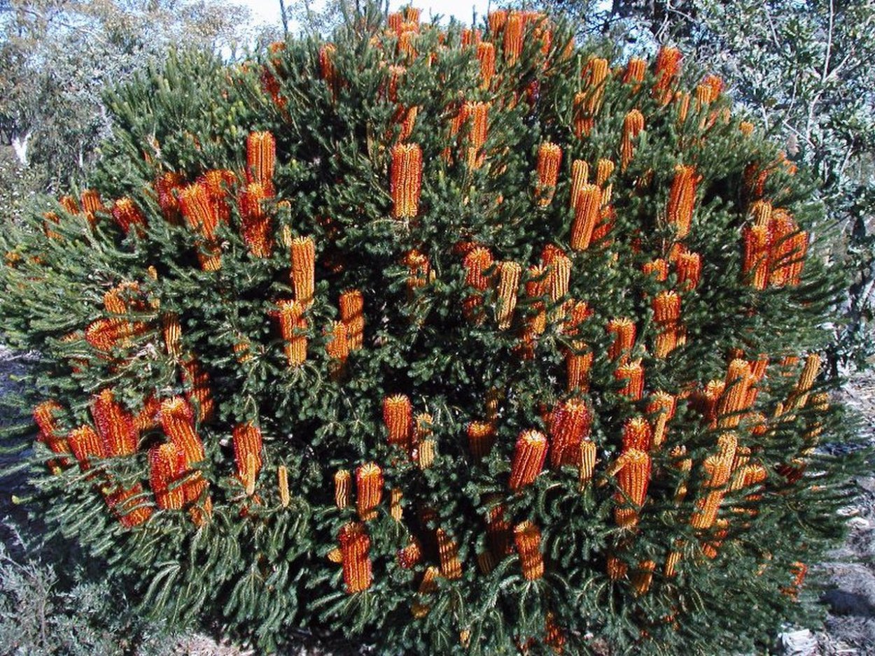 Banksia Heather