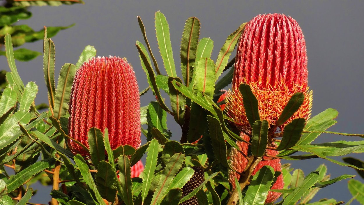 Банксия дерево