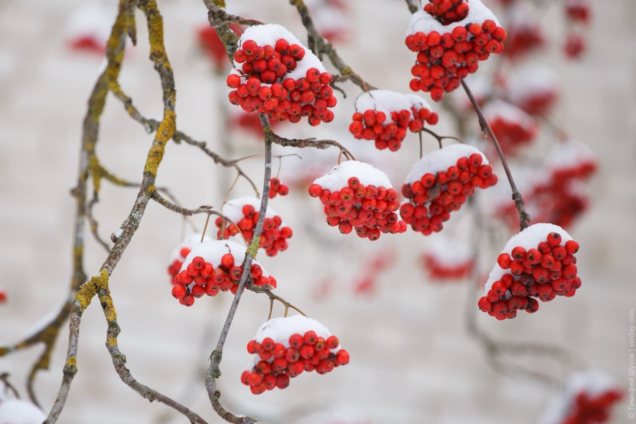 Рябина зимой картинки