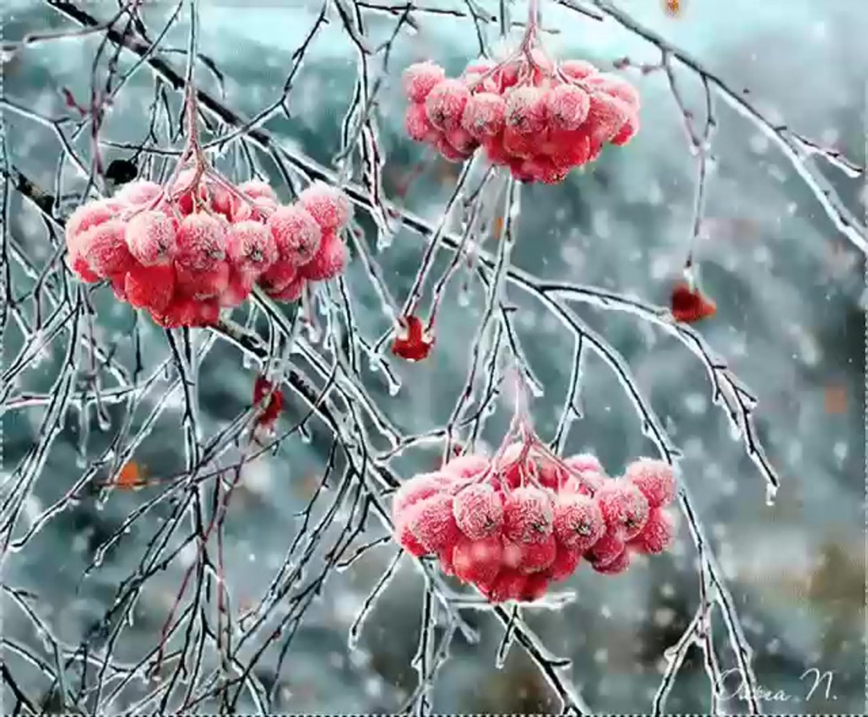 Калина красная Рябиновая веточка