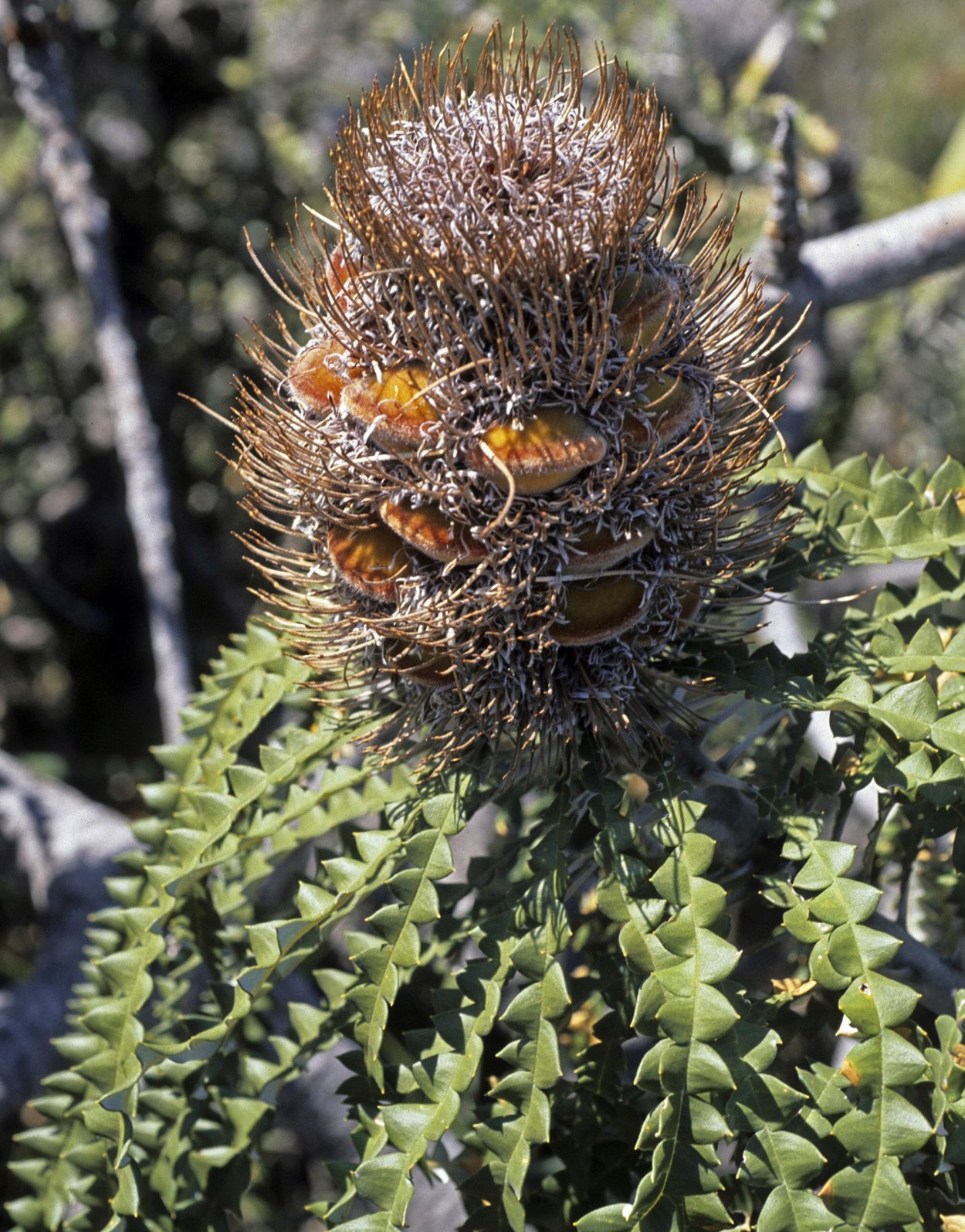 Банксия специоза