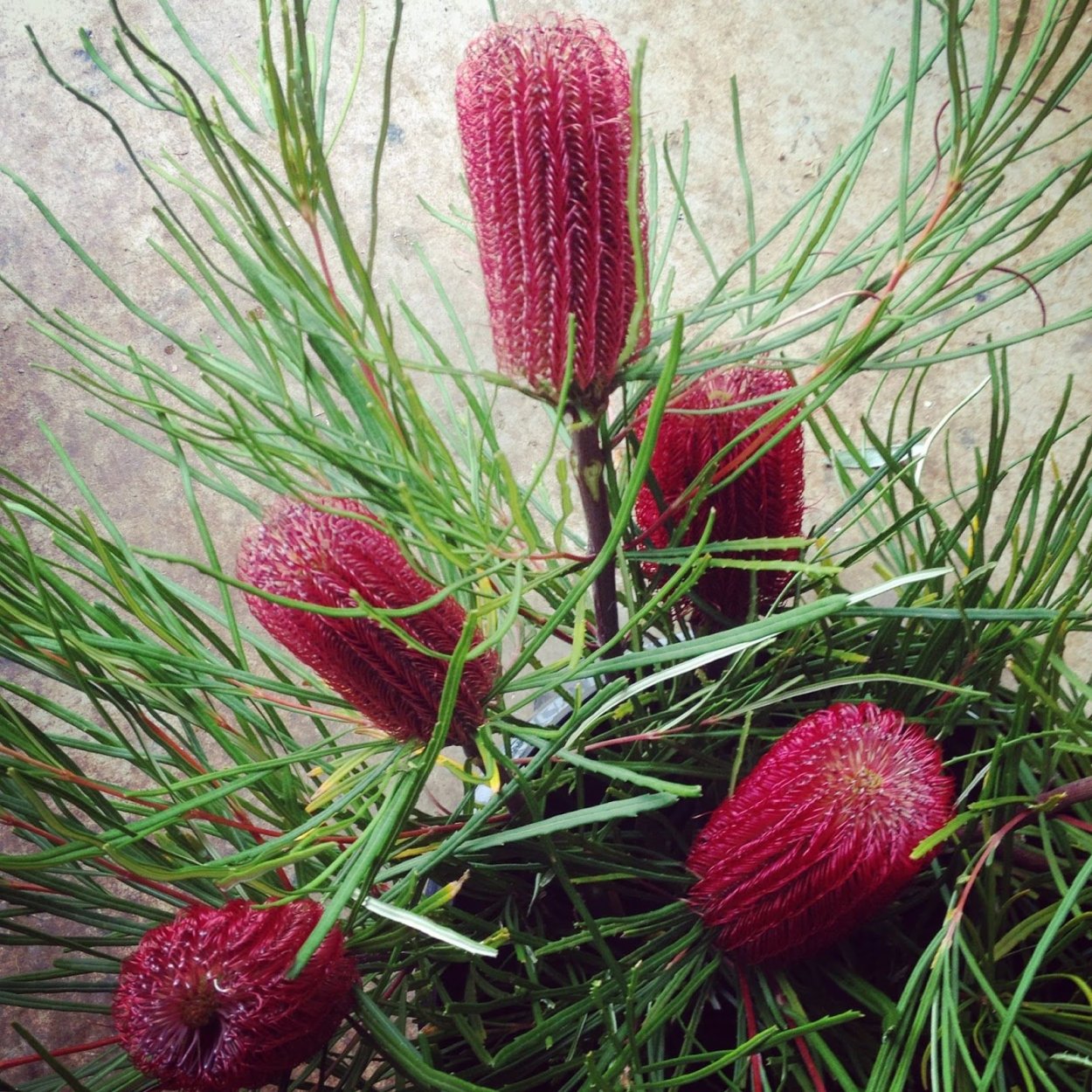 Banksia occidentalis