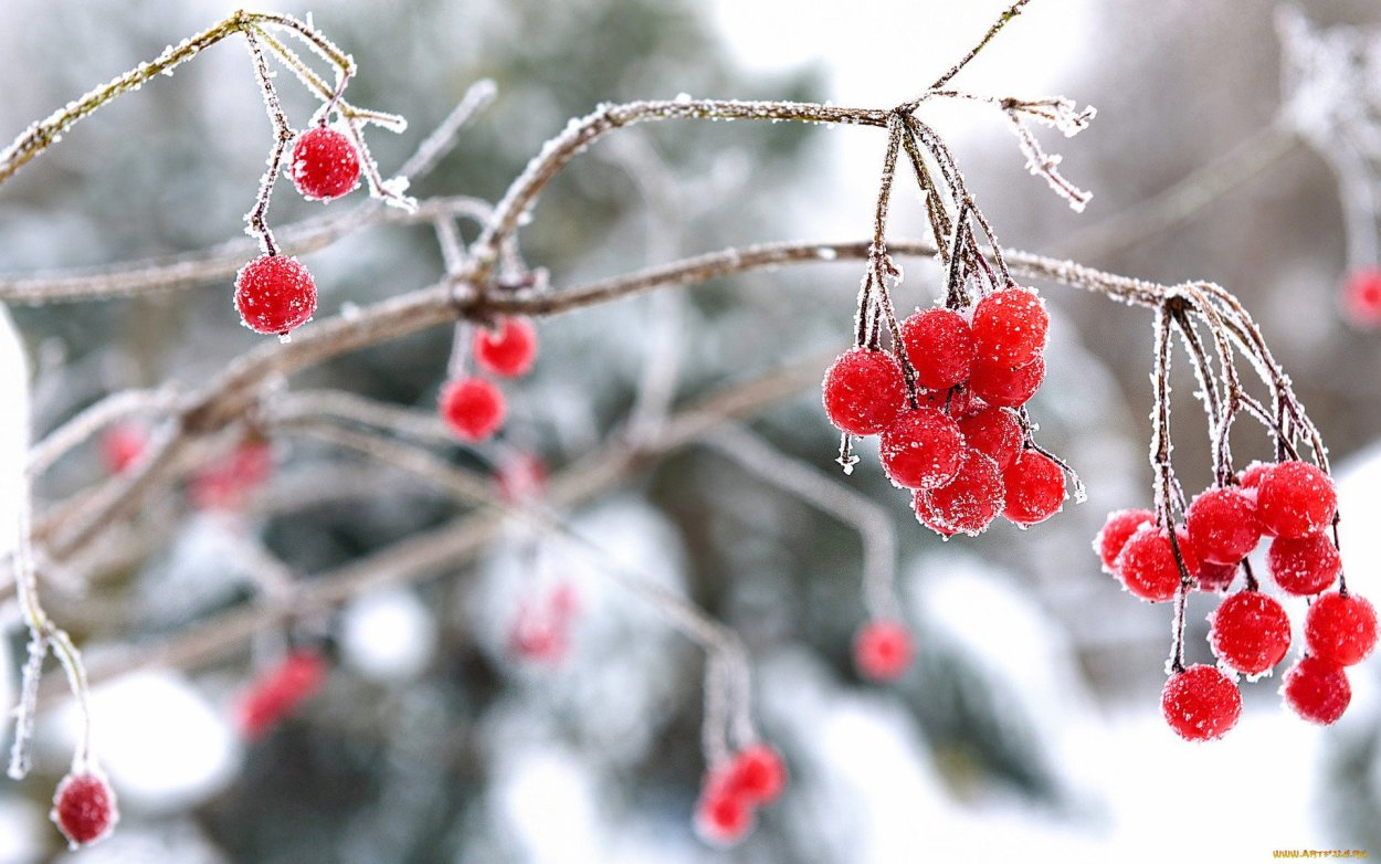 Зимняя рябина