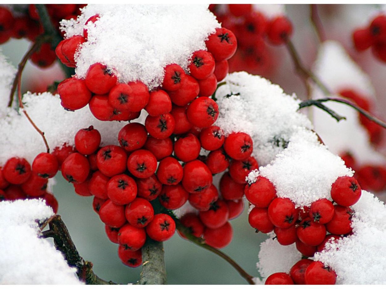 Ягоды под снегом