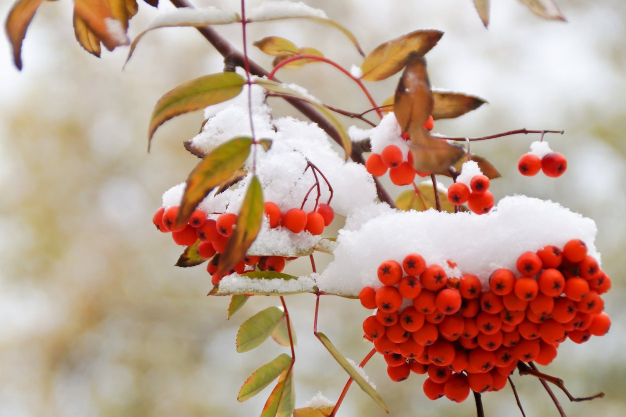 Рябина зимой