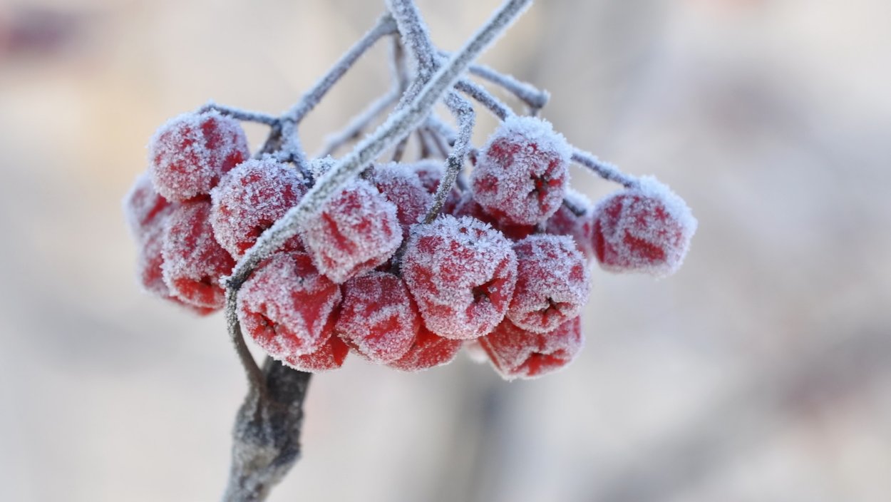 Рябина в инее