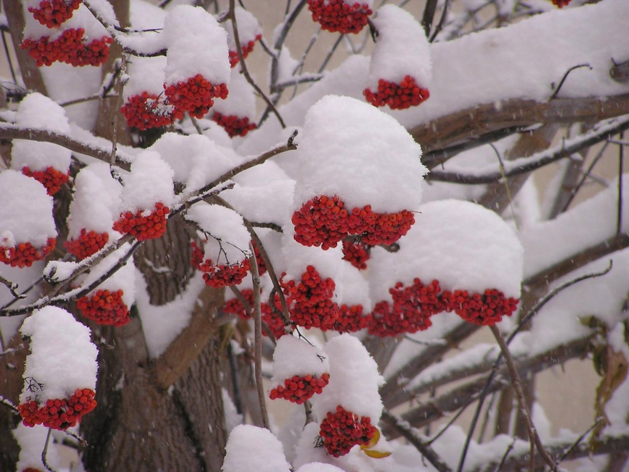 Зимняя рябина