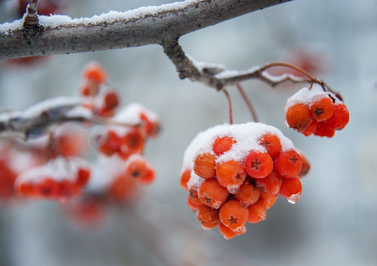Рябина зимой