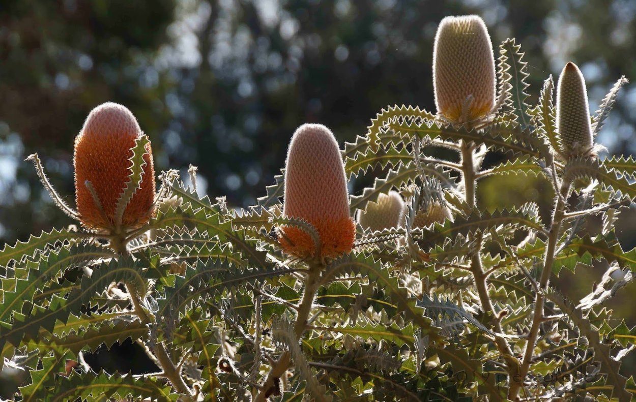 Банксия Австралия