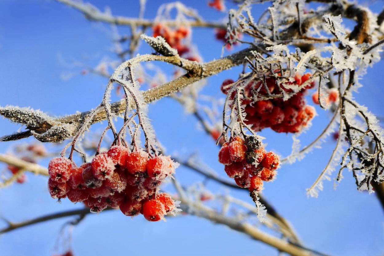 Рябина зимой