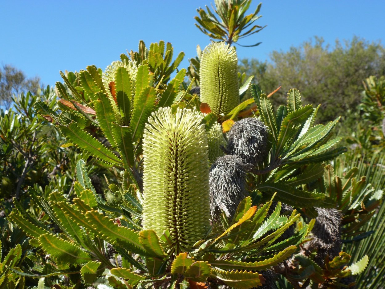 Банксия Интегрифолия