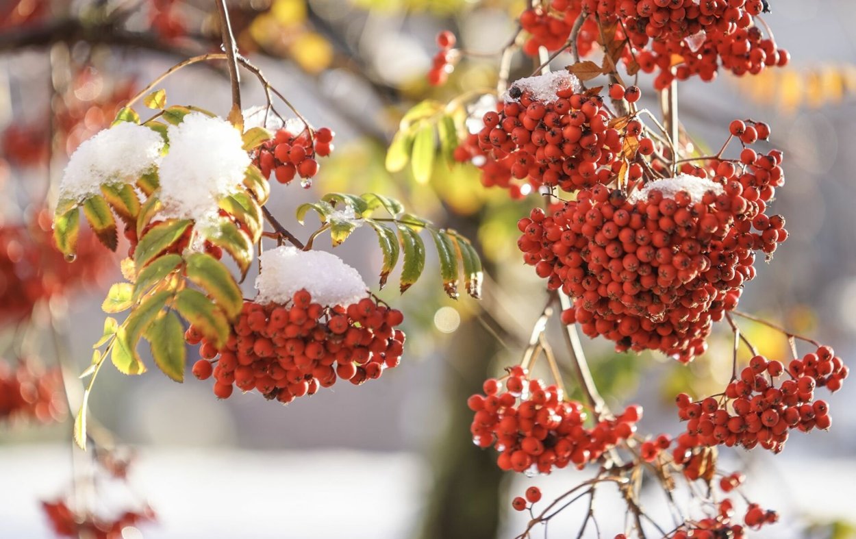 Красивая зима