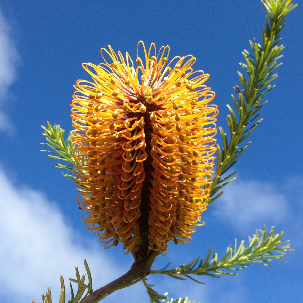 Банксия вересколистная