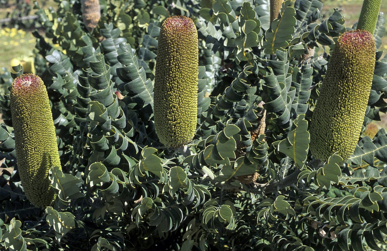 Banksia Grandis Willd. – Банксия большая