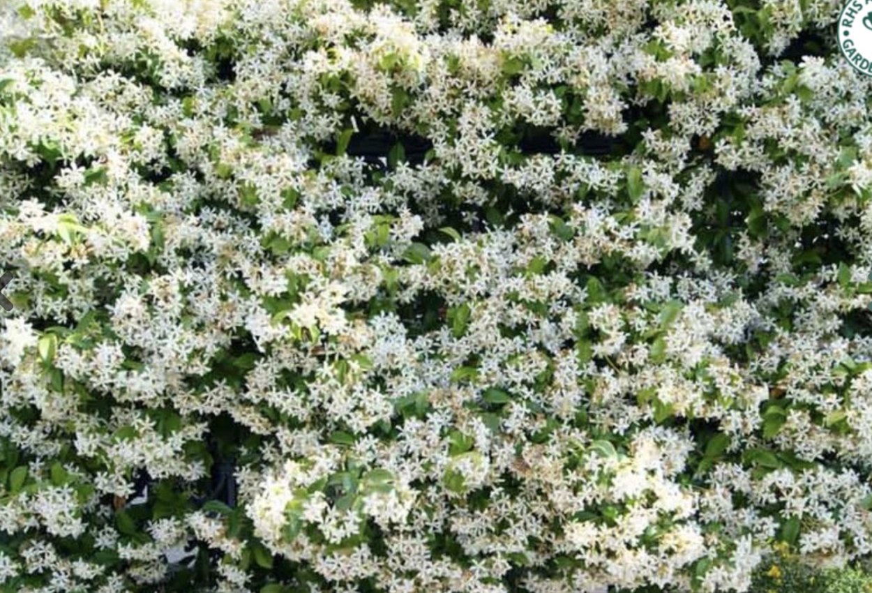 Плетущийся Жасмин вечнозеленый