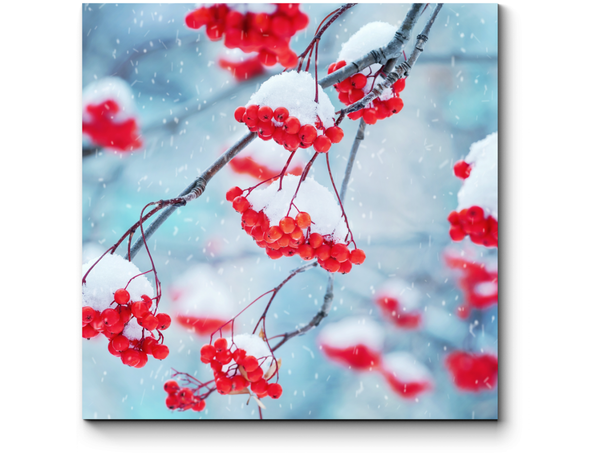 Калина взимку