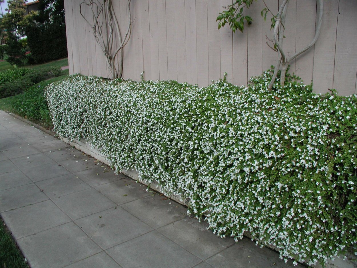 Жасмин Волюбис макулата