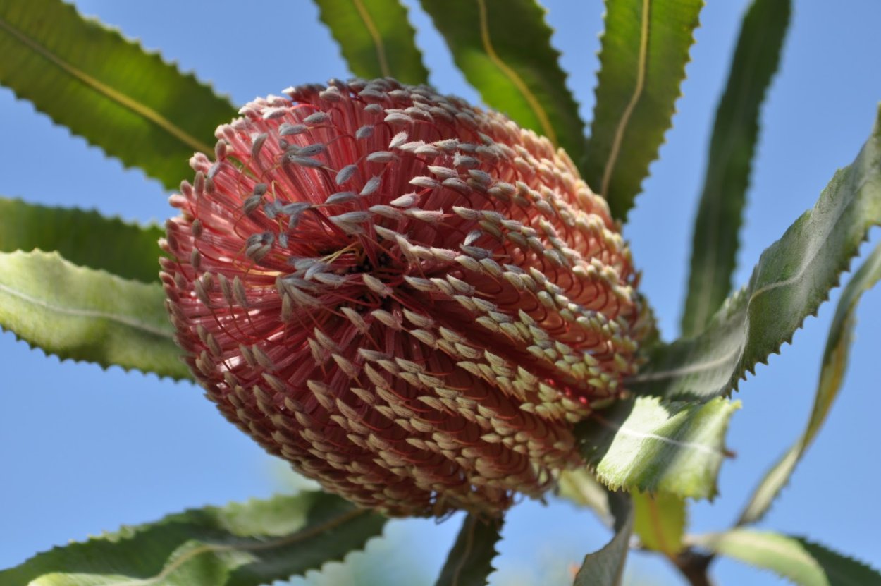 Банксия Коцинея