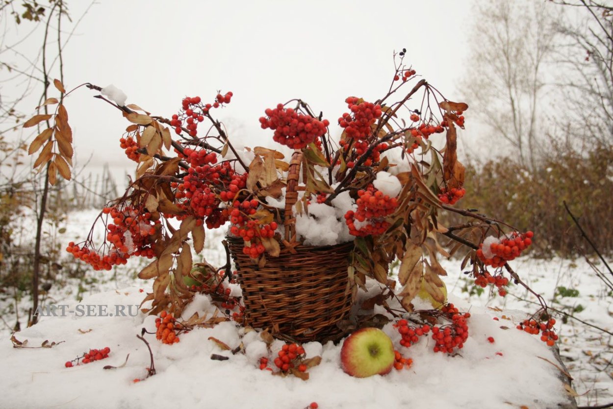 Осень в городе рябина